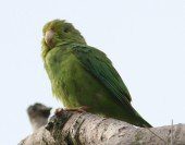 Cotorrita Culiverde