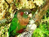 Cotorrita pechiparda