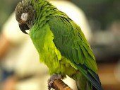 Dusky-headed_Conure_(Aratinga_weddellii)