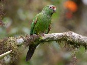 El Oro Parakeet 2