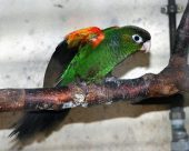 Perico de pantepui
