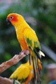 perico del sol
