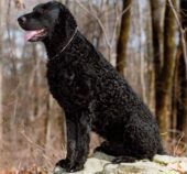 Curly Coated Retriever