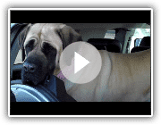American Mastiff Out of the car.