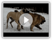 Stanley (American Mastiff) and Phineas (Leonberger) playing