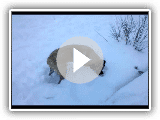 American Mastiff + Snow + Laser Thermometer = Fun