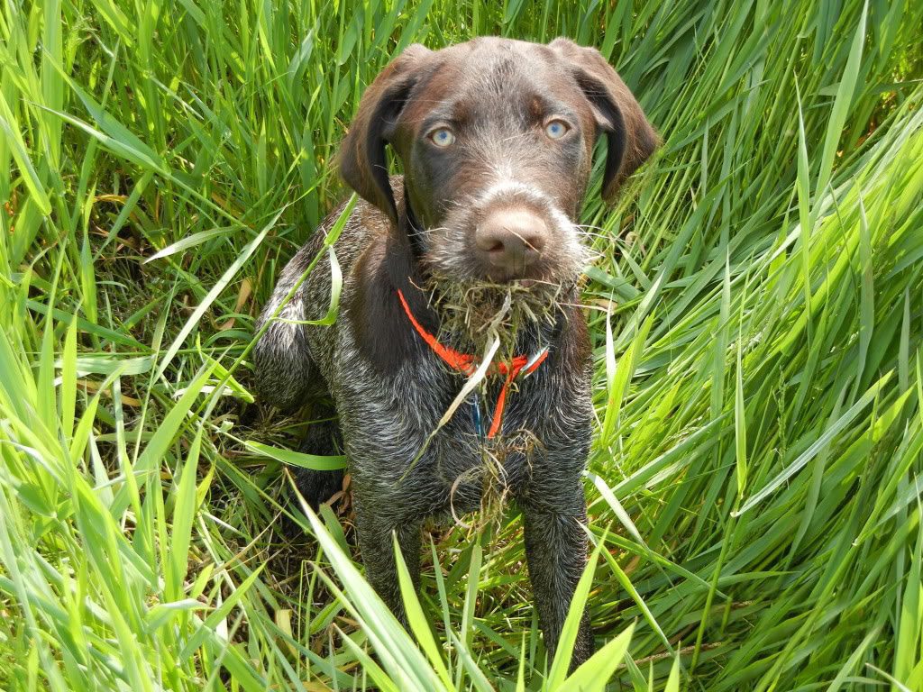 Criadores de Perro de muestra alemán de pelo duro o Deutsch Drahthaar en España