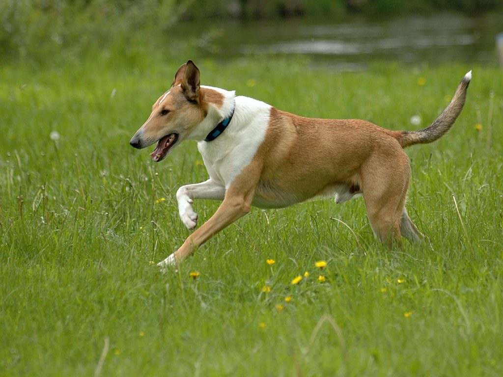 Criadores de Collie de Pelo Corto o Smooth Collie en España