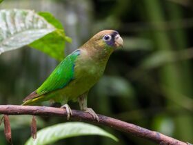 Scarlet-shouldered Parrotlet