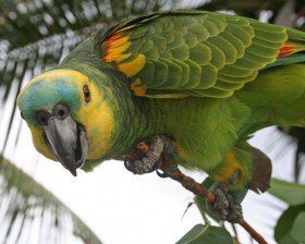 Blue-fronted Parrotlet