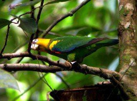 Saffron-headed Parrot