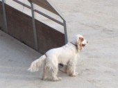Perro Abandonado...