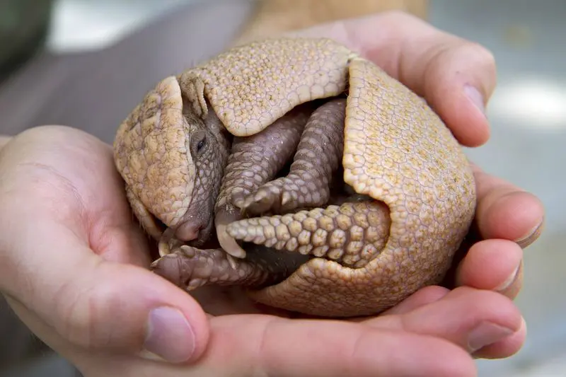 armadillo