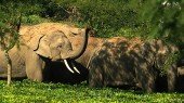 elefant