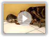 Cat and Rat Drinking Milk Together HD [ORIGINAL]
