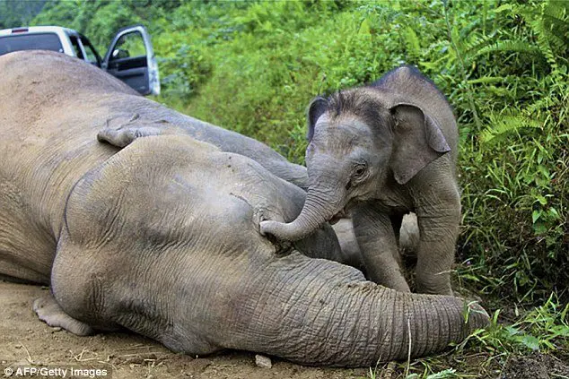 Um filhote de elefante de três meses, tenta despertar a sua mãe, um dos elefantes dez anão encontrados morto em Sabah (Malásia)