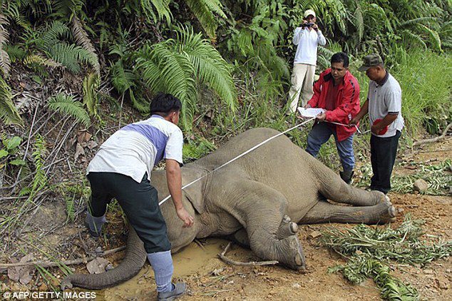 Conservation officials believe that elephants, discovered in the forest reserve of Gunung rare, they have been poisoned