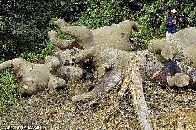 Un total de siete hembras y tres elefantes machos se han encontrado muertos en el bosque durante las últimas tres semanas