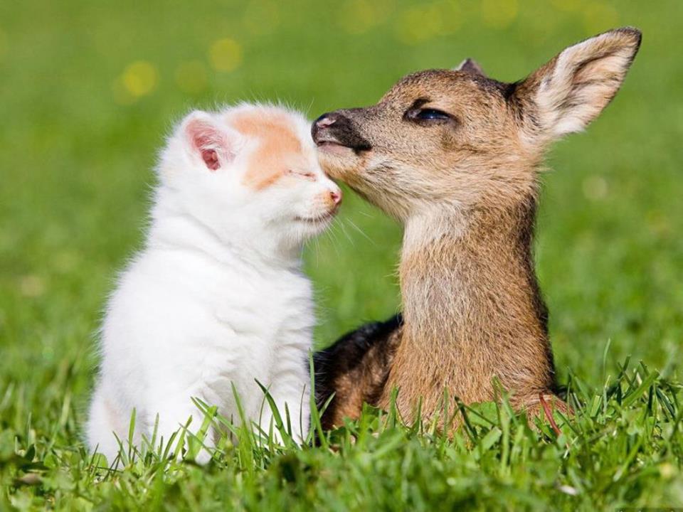 kitten and fawn