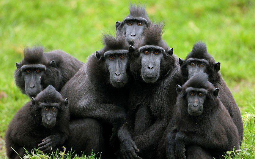 Crested macaques