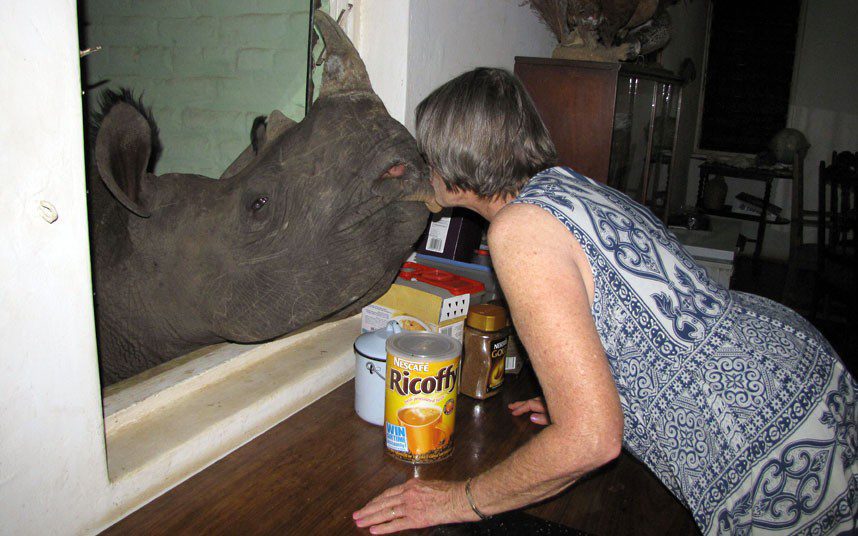 A rhinoceros as a pet