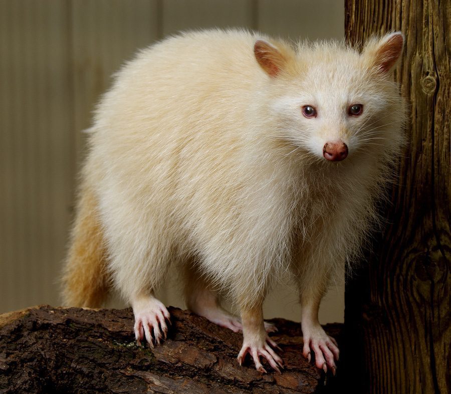 Albino-Waschbär