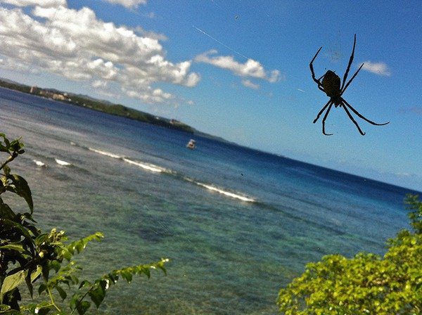 97-Guam-araignée-explosion