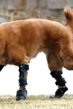 Naki'o, un perro de raza mixta con una prótesis en cada una de sus patas