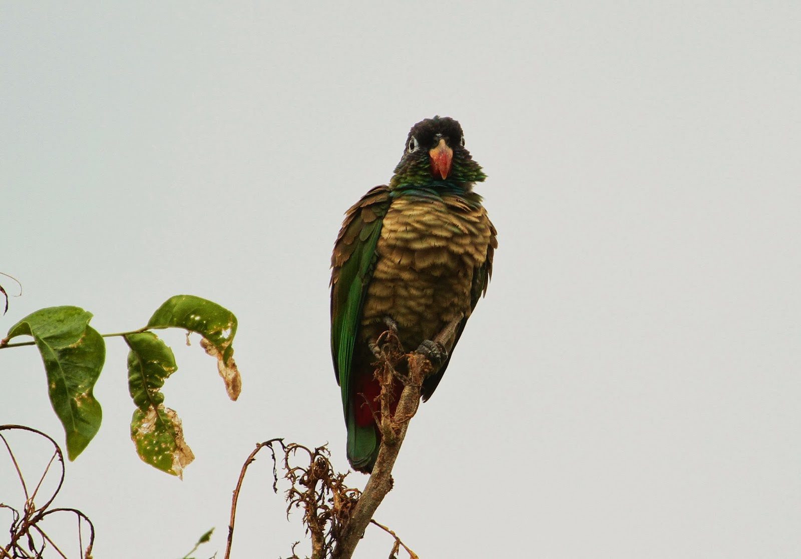 Tropicbird Parrot