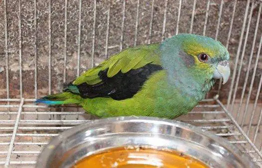 Parrot Alinegro