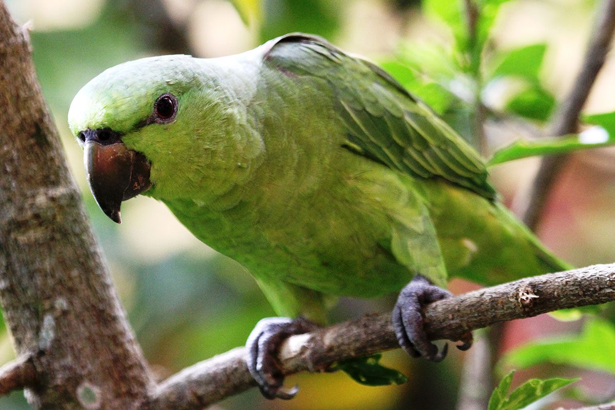 Short tailed Parrot