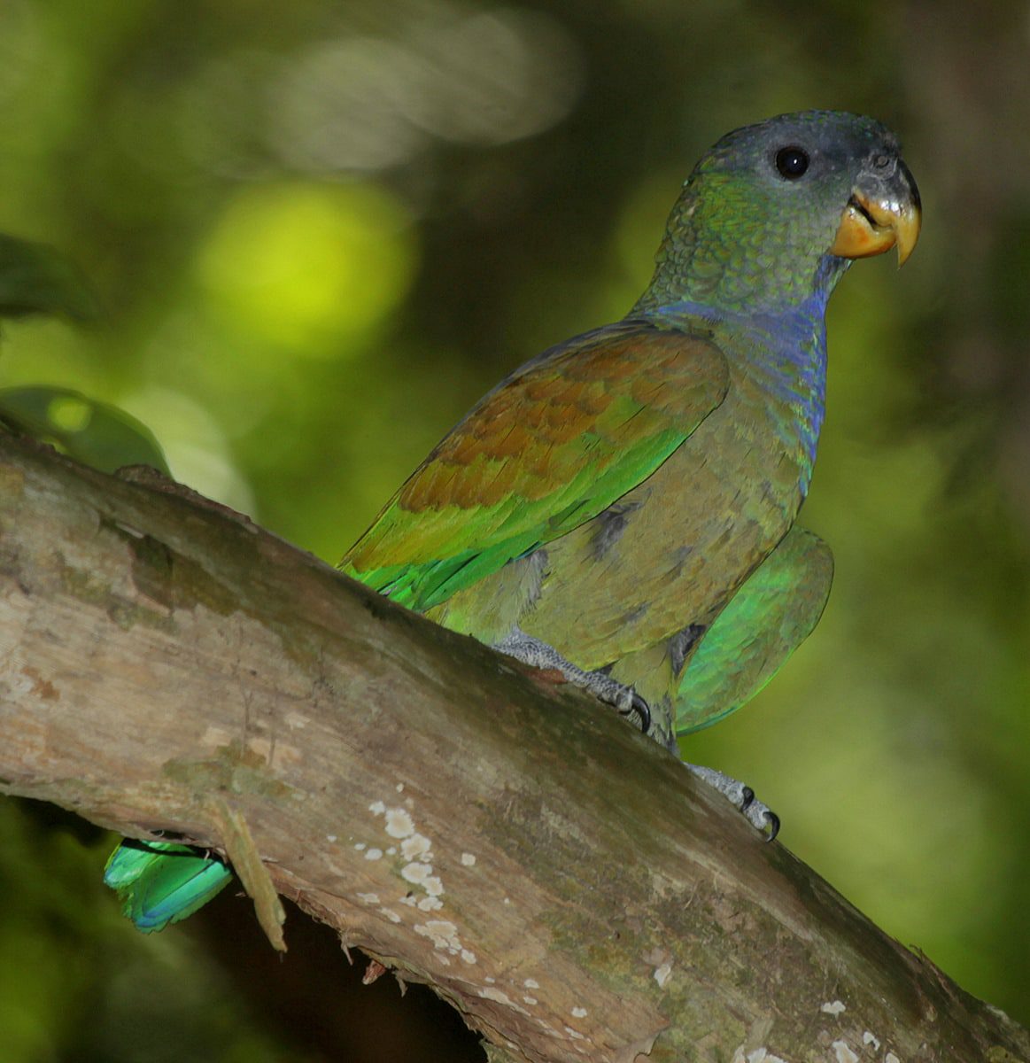 Scaly-headed Parrot