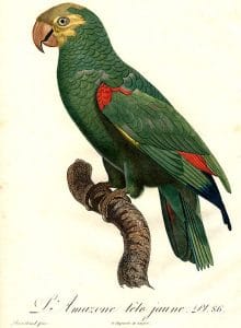 Papagaio-campeiro