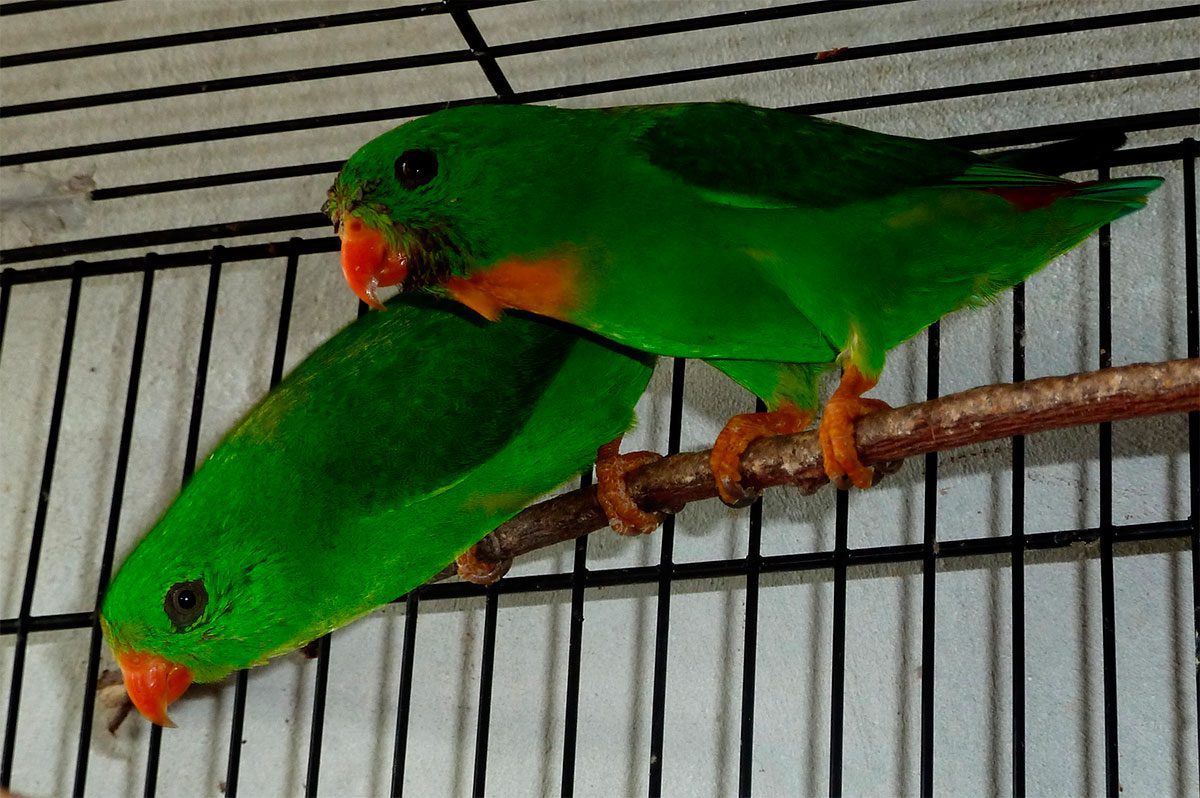 Yellow-throated hanging parrot