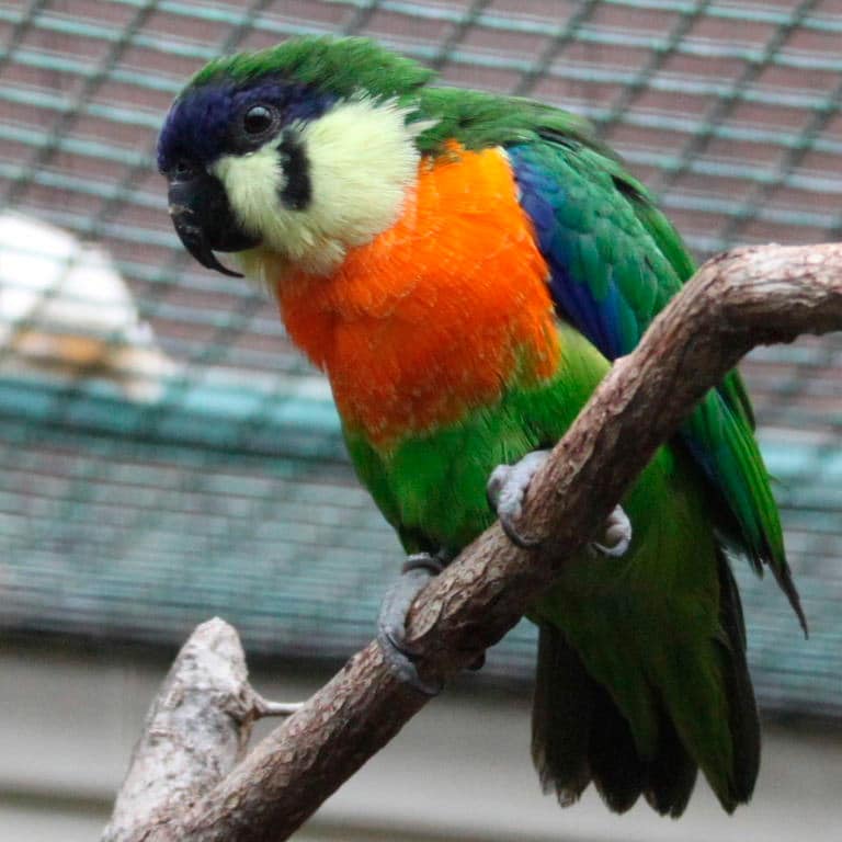 Papagaio de figo-de-peito-laranja