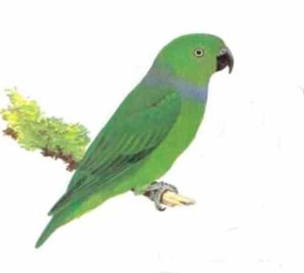 Blue-collared Parrot