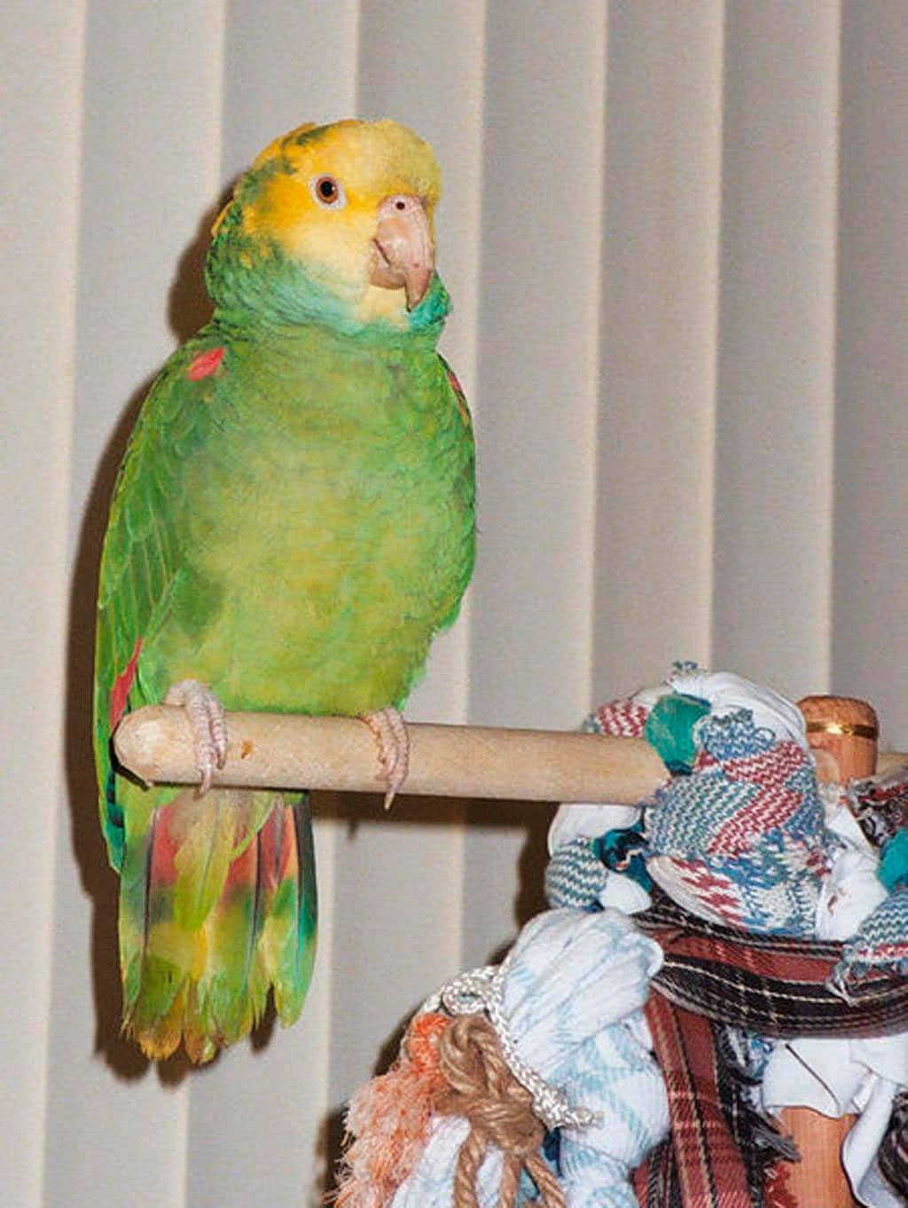 Papagei-Heteroclito