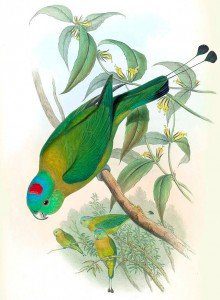 Yellowish-breasted Racquet-tail