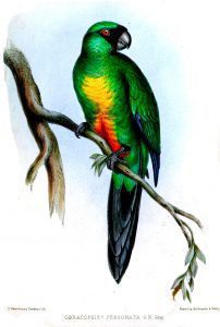 Masked Shining-Parrot