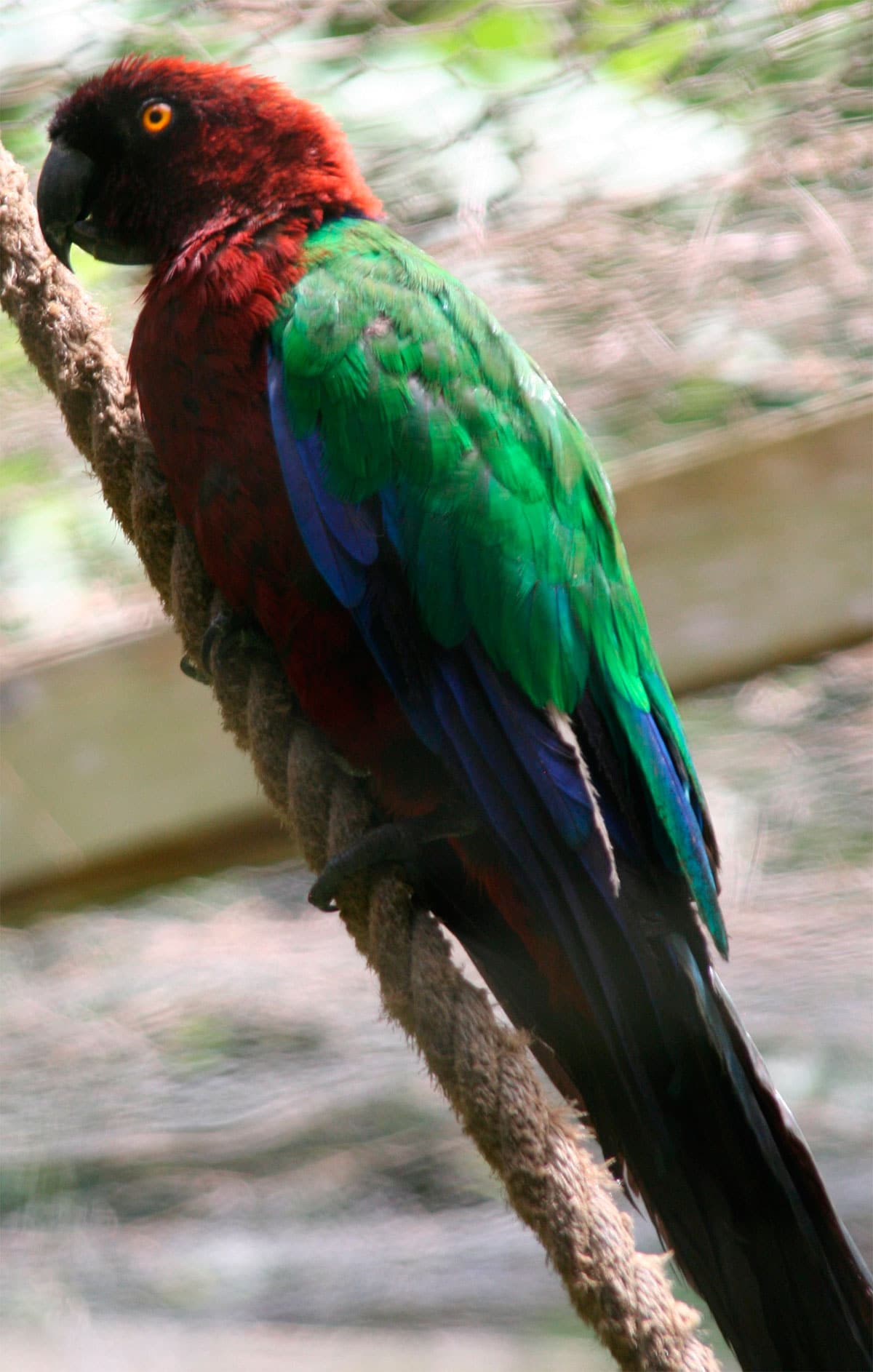 Red Shining-Parrot
