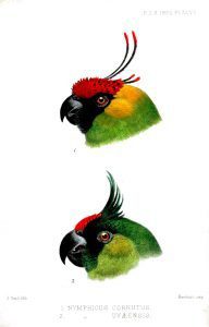 Horned parakeet, Nymphicus cornutus (arriba) y Ouvea parakeet, Nymphicus uvaensis (a continuación)