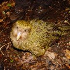 Kakapo