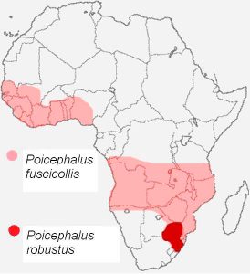 Área de difusão de Poicephalus fuscicollis e Poicephalus robustus