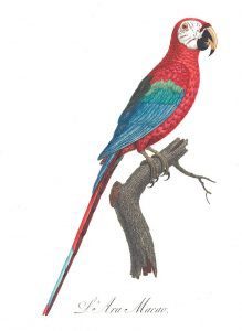 Winged Macaw, illustration