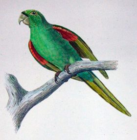 Psittacara chloroptère maugei