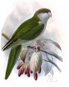 Grey-hooded Parakeet