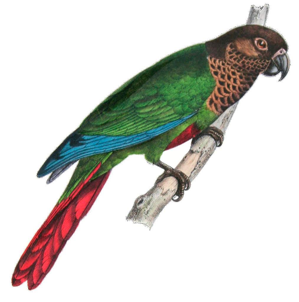Deville's Parakeet