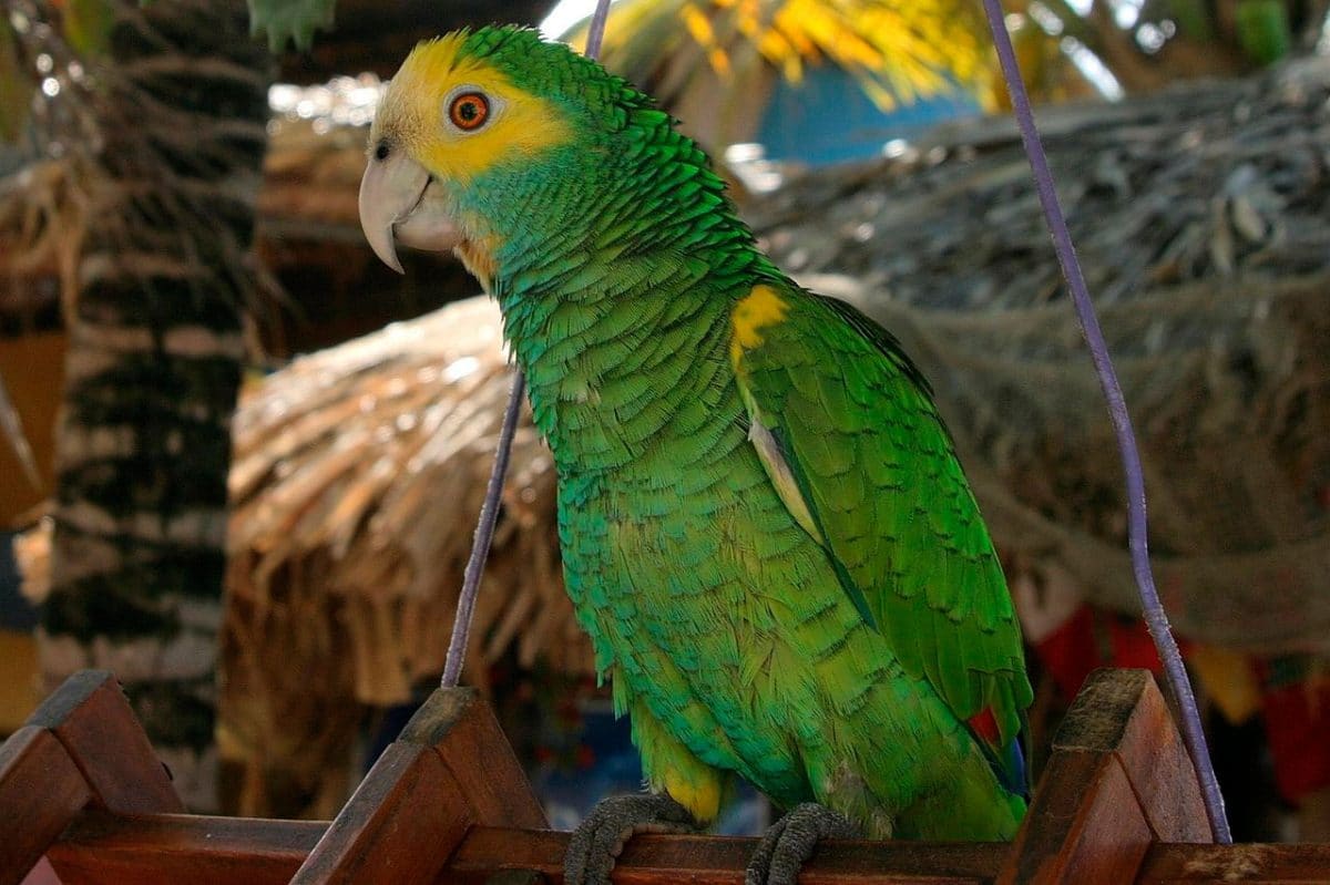 Papagaio-de-cabeça-branca