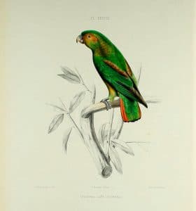 Golden-tailed Parrotlet