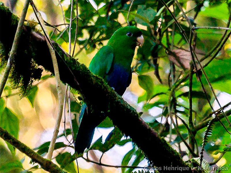Blue-bellied Parrot